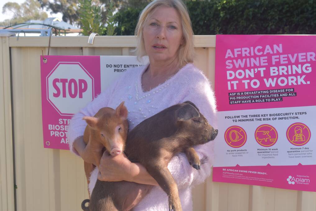 CAUTION: Rare and pure bred pig "custodian" Katy Brown, pictured with Tamworth and Duroc piglets, says an outbreak of African Swine Fever would wipe out Australia's already under pressure pure bred pig population.