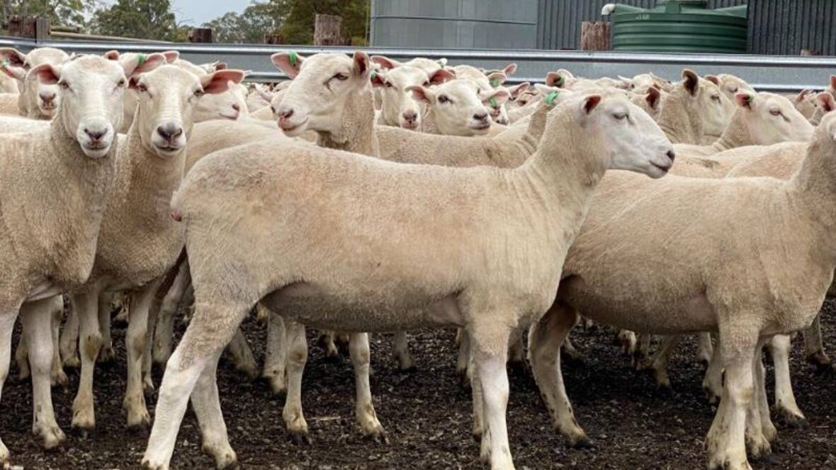 Casterton first-cross ewes to $396
