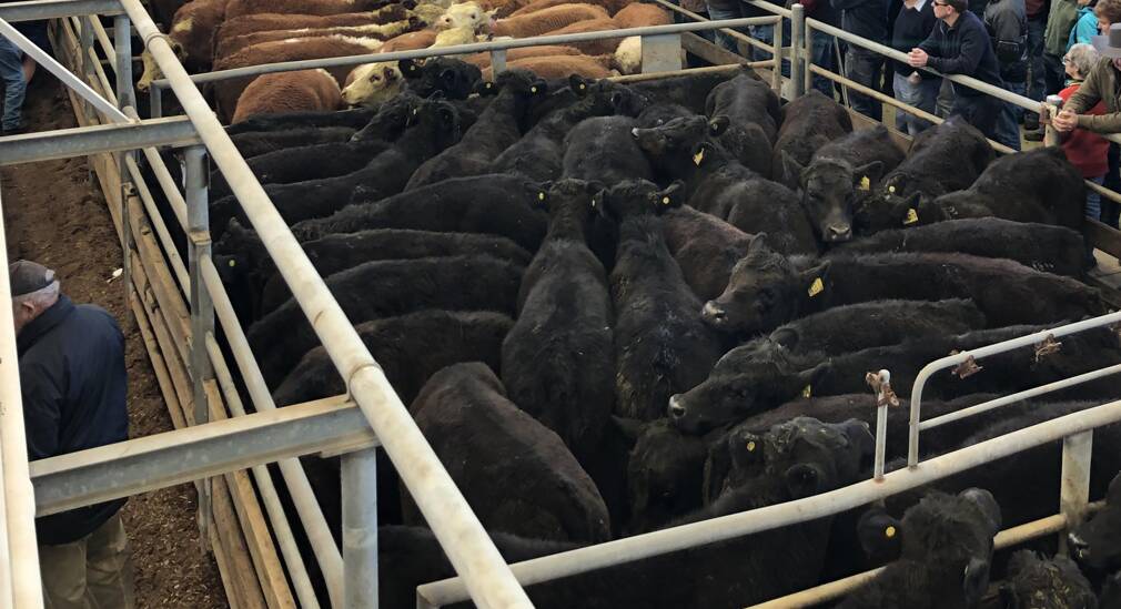 STRONG: Agents reported a solid sale at Wangaratta's monthly store cattle sale. FILE PHOTO.