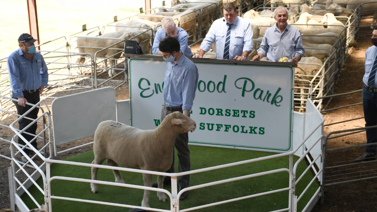 SELLING: The Englewood Park ram sale saw Poll Dorsets sell to $2700 and White Suffolks to $1500 on four ocassions.