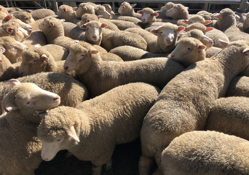 SUCKERS: Some of the sucker lambs penned at Bendigo on Monday where prices slid $10 to $20/head.