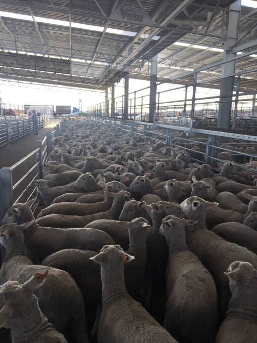 EWE LAMBS"  A wing of the first cross ewe lambs sold account AF Sheridan, Loy Young, Gippsland, at the Ballarat sale Tuesday.