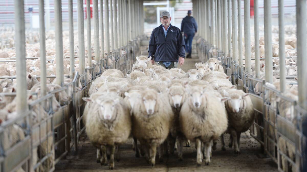 Influx: Mutton kill numbers have spiked in recent weeks as the dry conditions and good prices catch producers attention. Photo Darren Howe.