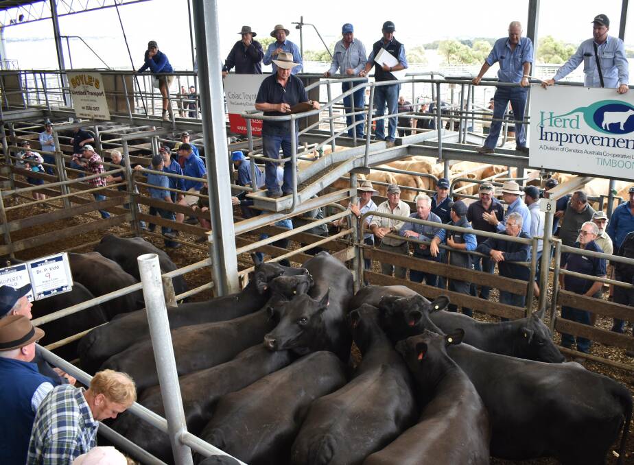 QUALITY UP: As at this sale earlier in winter, numbers at Colac remain limited as now producers are hanging on to cattle with improved weather conditions and feed.