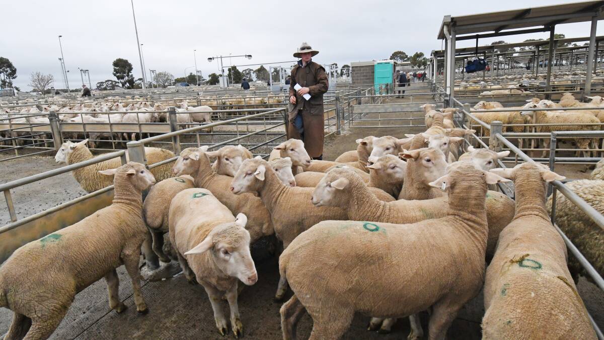 Wet: Brenton Sharp counts out sheep for delivery at the Bendigo Livestock Exchange on Monday. The region was one that received good falls during the past week. Photo: Darren Howe.