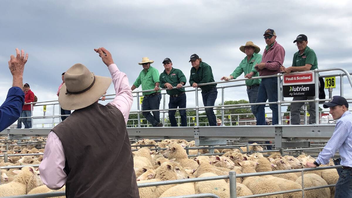 ACTION: Bidding at Corowa, NSW, sheep and lamb sale as supply and demand drives the market.