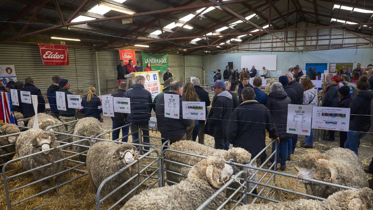 NUMBERS DROP: Seasonal conditions and a resultant fall in nominations for this year's Ballarat Merino ram sale has seen this year's sale cancelled. Photo by Alastair Dowie.