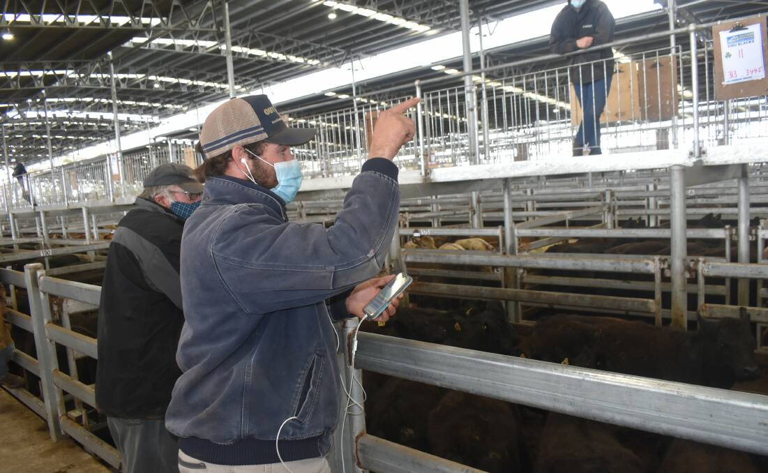BIDDING: At WVLX Mortlake, Outcross Victorian operations manager, Peter Brooker, placed 680 bids online at the sale buying 283 head.