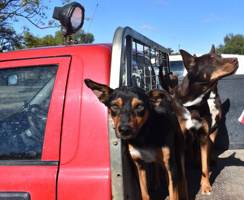 WORKING DOGS: Your working dog is "extremely" unlikely to play a part in the spread of the coronavirus COVID 19, experts say.