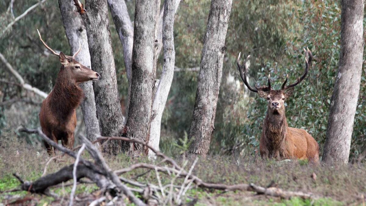 COSTLY RESULT: Mountain cattlemen claim Parks Victoria's deer cull using helicopters has been an expensive exercise.
