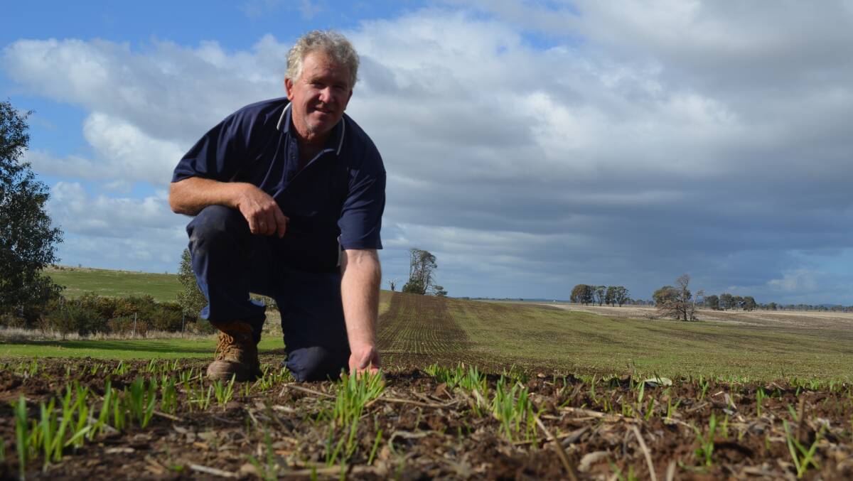 About 16 millimetres of rain on Monday night was perfect for Majorca sheep and grain producer Dave Willis, with this paddock of Moby grazing barley just emerging.