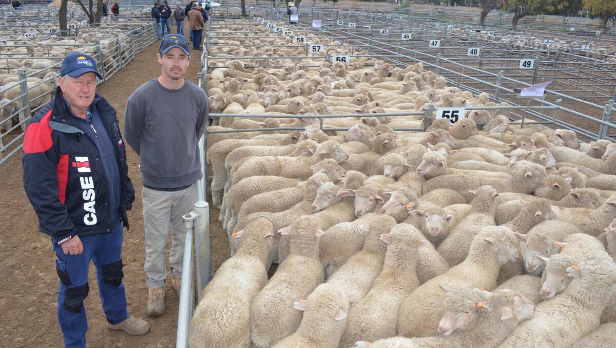 Major vendor at the Swan Hill sheep sale Friday was Greg Rae and family, Warrawee Pastoral Co, Yal Yal, Kialite, pictured with son-in-law Locky Gleeson, and  some of their lambs that sold to $126.