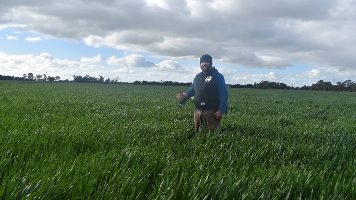 MOISTURE: David Humbert, Calivil, in a crop of Phantom wheat that was sown at 70kg/ha after being pre-watered.