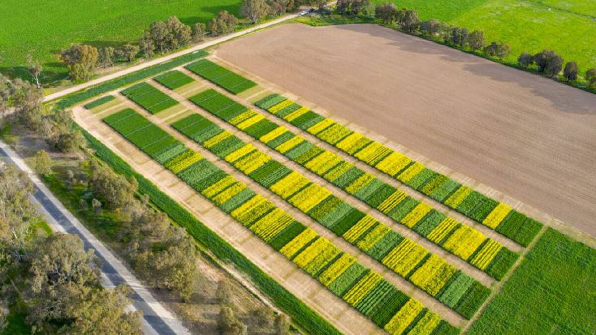 RESULTS: Six out of eight trial site showed a yield advantage in intercropping over monoculture crops of up to 20 per cent.