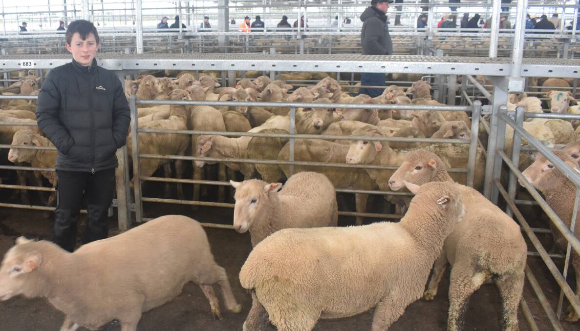 YOUNG VENDOR: Coming to watch his sheep sell at Ballarat last week was Theodore Farrell, Parwan. These lambs, bought at the final sale in the old Ballarat yards, sold for $132.