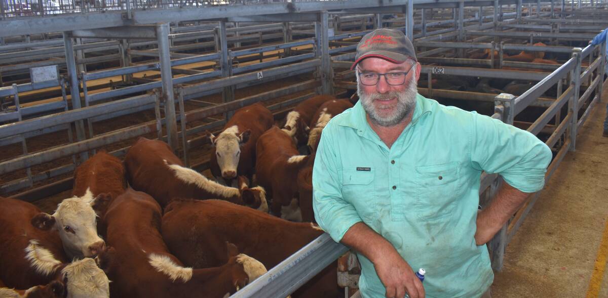 PASSION: Bostocks Creek cattle producer Nick Lillie was selling Hereford and Black Baldy steers and heifers at Mortlake recently.