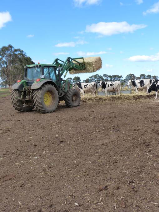 Feed out: Justin Johnston, Maffra, feeding recently arrived oaten hay at his family's dairy farm. Photo Peter Kostos.