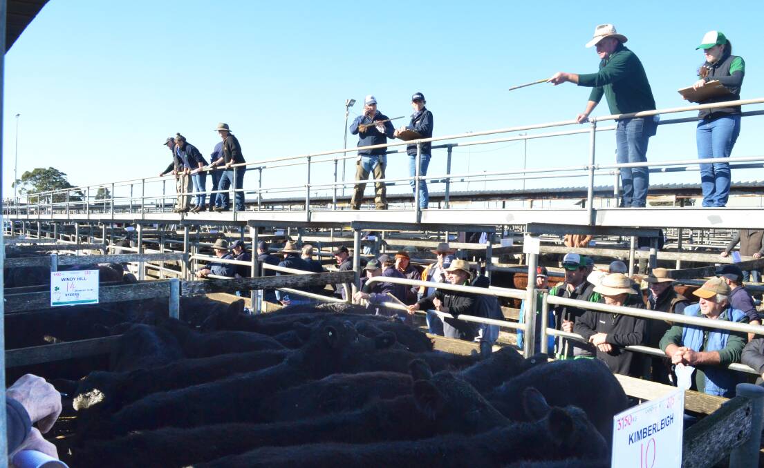 This pen of 14 Angus steers sold account M and M Dillon, Windy Hill, weighing 387kg, sold for 312c/kg