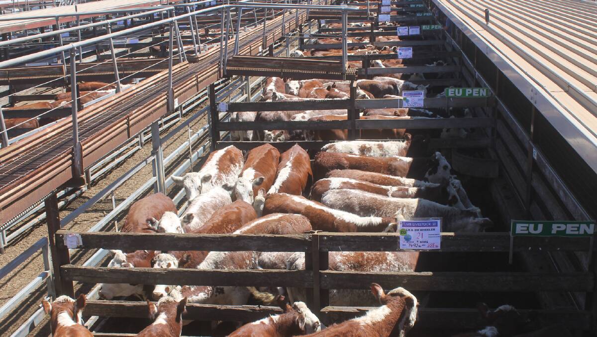 Numbers: This year’s Southern Weaner sales at Hamilton were conducted with the assistance of Outcross with more than 12,300 weaners offered across five days.