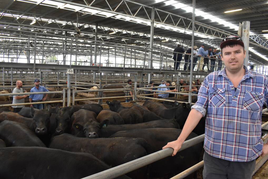 Buying heifers: Ryan McNaughton, Irrewarra, had his sites set on joinable heifers at Colac for his fledgling cattle operation.