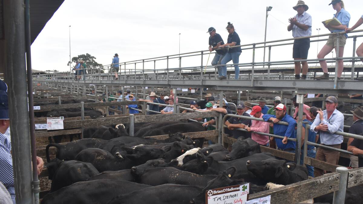 UP ON LAST SALE: Prices pushed 120c/kg higher on the previous Warrnambool sale (pictured) in line with other markets in the state.