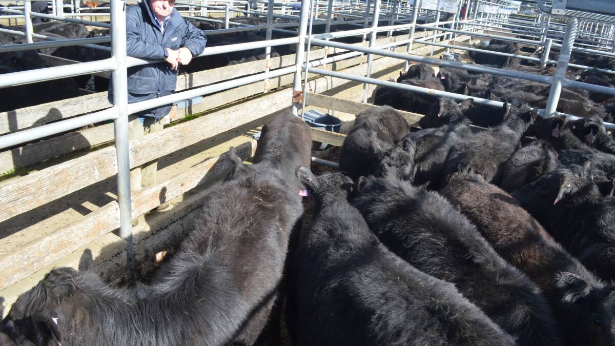 Ballarat heifers in demand