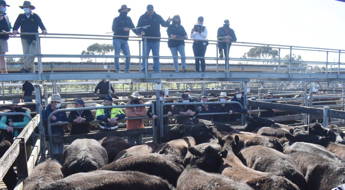 ONLINE: The StockLive team works with the physical sale lodging 308 bids at the South West Victorian Livestock Exchange at Warrnambool last Friday. Photo Alastair Dowie.