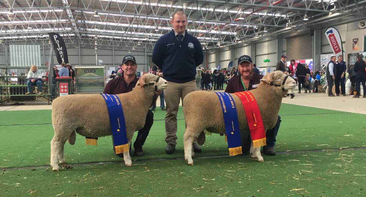 DORSET HORN: The younger of two rams entered by the Redline stud, West Wyalong, NSW, held by handler Scott Mitchell, Culcairn, NSW, pictured with judge Joe Scott, Coolac, NSW, and Kyle Sturgess, West Wyalong, with the reserve champion.