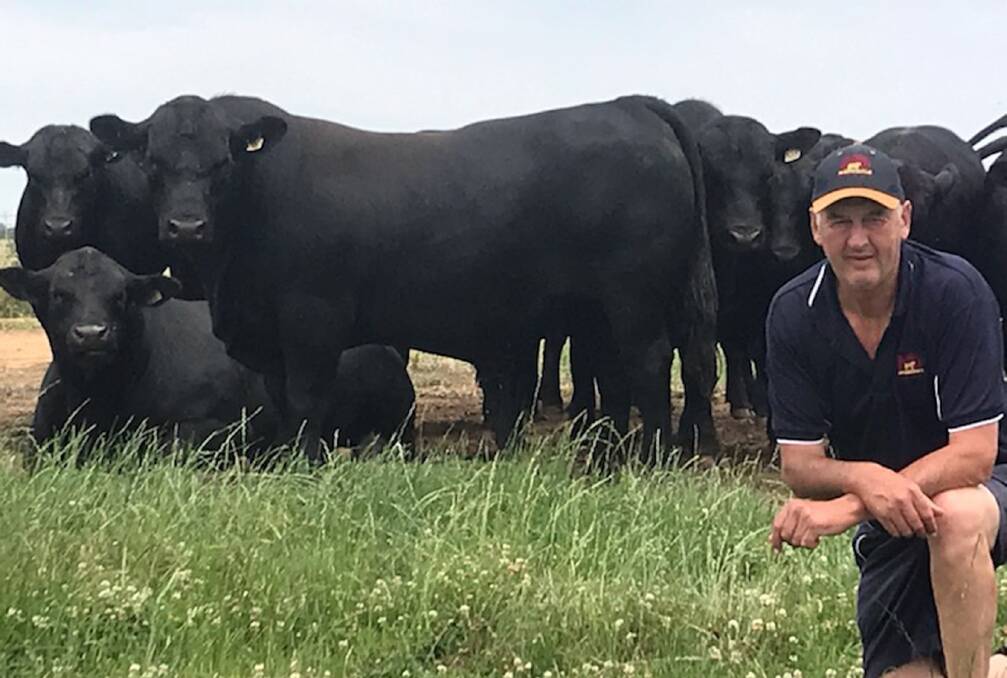 Merridale: Peter Collins, Merridale Angus, Tennyson, said the depth of cow families had produced a strong representation of bulls bred from local sires at the top end of the stud’s 2019 sale catalogue. Photo supplied.