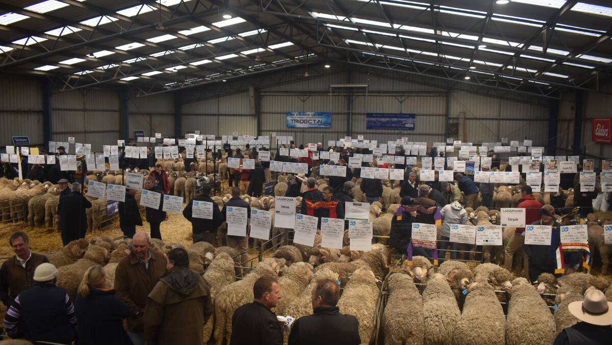 PLANS: The Hamilton Pastoral and Agricultural Society is looking at the option of selling rams online.