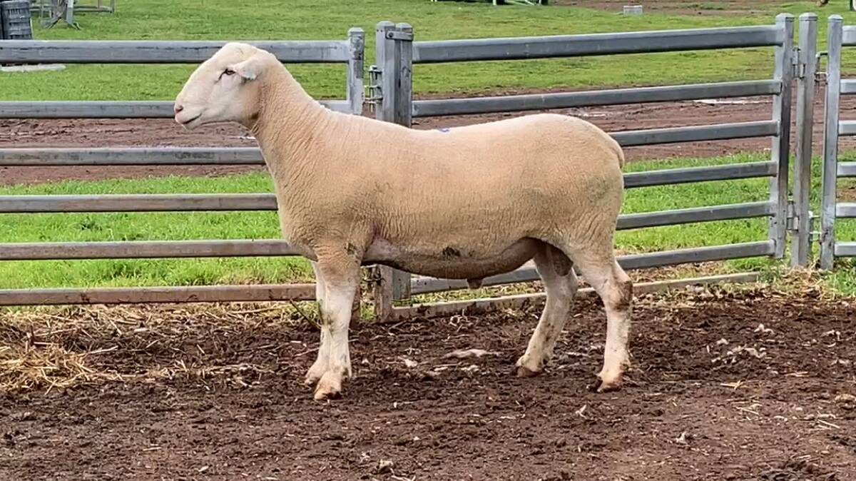 TOP:The top priced lot at Westleigh was lot four at $2500 purchased by Hobson Farming, Banjanda, Waubra.