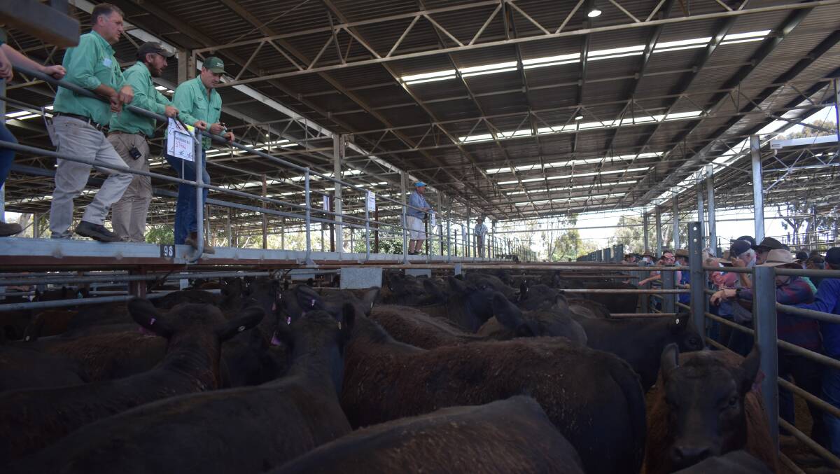 EUROA: Agents and vendors followed up the steer sale, pictured, with a quality line up of heifers selling to $3250.