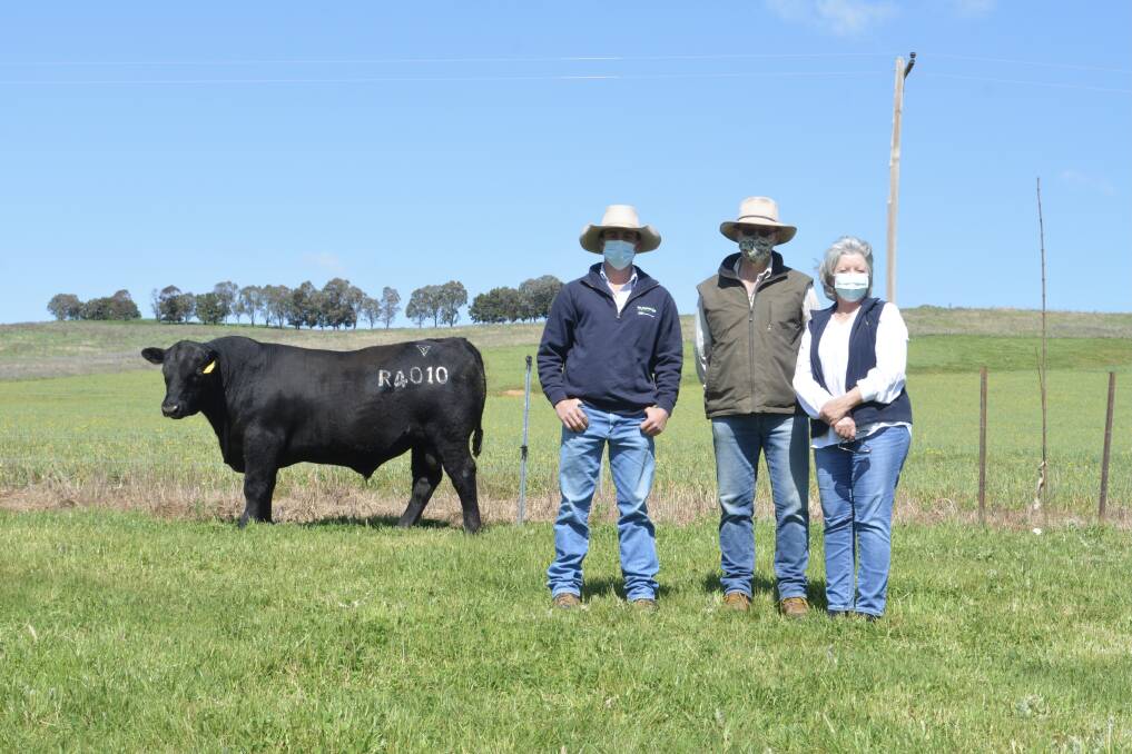TOP: The top priced bull, Lawsons Rocky R4010 at $130,000 at the Lawsons Angus Vic & NSW yearling bull sale. Photo Hannah Powe