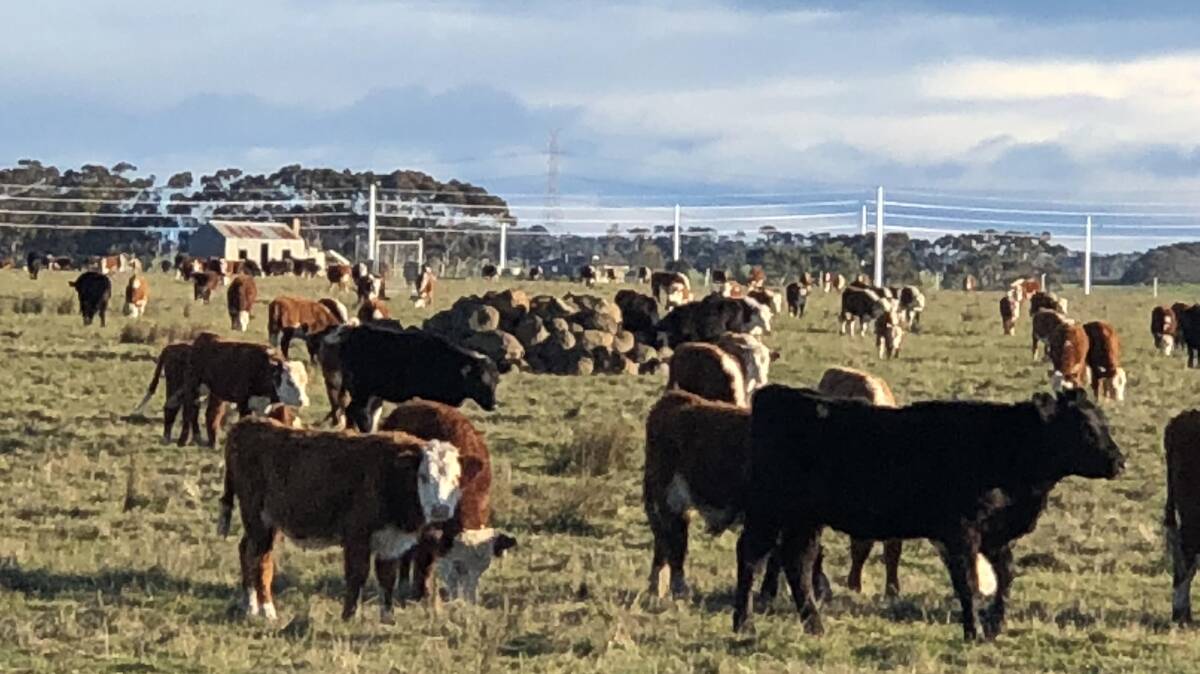 Mortlake: Cattle from the drought affected areas of the New South Wales Riverina in holding paddocks prior to being sold at Mortlake on Thursday.