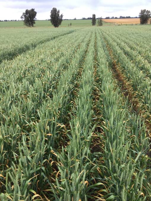 Toolondo wheat: This crop of wheat at Toolondo south of Horsham was sown at 30cm spacings and had a predicted yield of 2.2 tonnes a hectare.