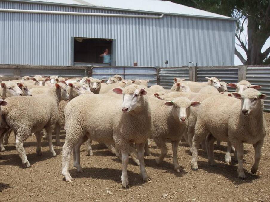 TOPS: Top price of $176.50 was for a lot of second cross lambs by Poll Dorset rams out of Border Leicester/Merino ewes sold account RM & C Hartwig, Greta.