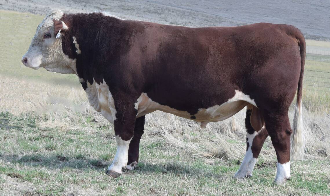 Top priced bull was lot 6 Guilford Anzac M25 at $12,500, sold to AJ & JK Woolley, Glen Huon, Tasmania.