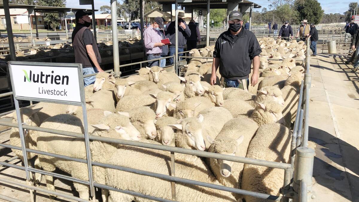 EARNERS: Nutrien Livestock agent, Doug Couper, Cohuna, in a pen of lambs sold account Colin & Jeff Gitsham at Bendigo Monday which topped at $215, average $195.