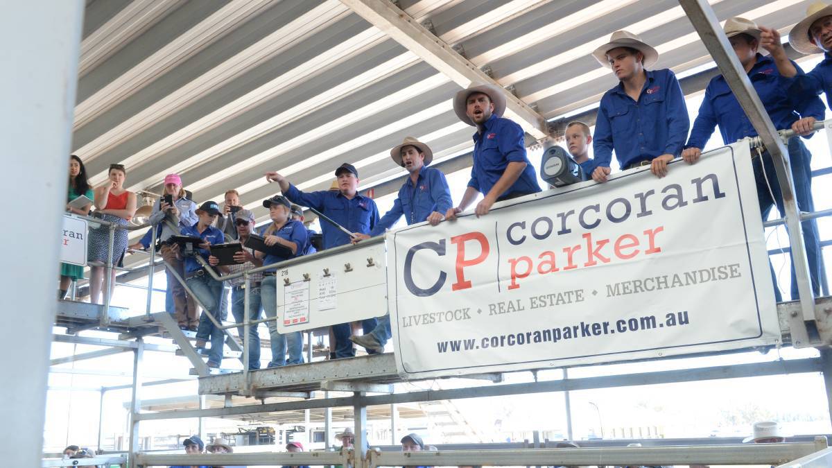 SELLING TEAM: The Corcoran Parker team, seen selling earlier in the year at NVLX sale, had a good run of steers at last week's sale.