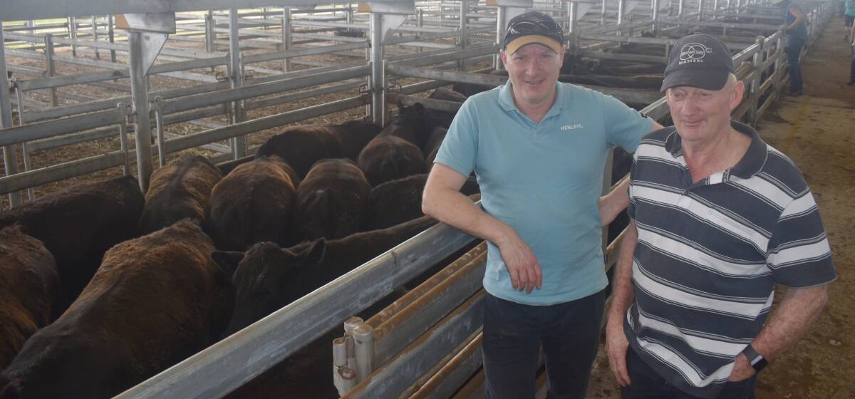 BEEF OPERATION: Garvoc cattleman Peter Wines (right), with son Damian, sold a consignment of 126 Angus and Black Baldy steers at Mortlake recently for between 300-305 cents a kilogram.
