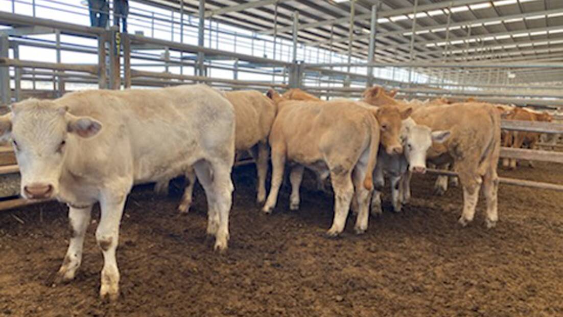 CHAROLAIS: Charolais steers, six to eight months, with the lead pen of six, weighing 330 kilograms, making $1565 or 474 cents a kilogram.