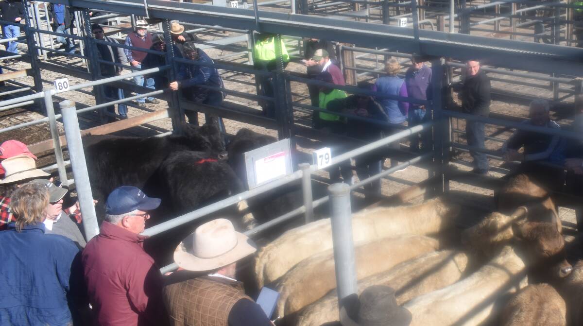 SMALL YARDINGS: This scene at the July Kyneton sale was repeated this week, with agents again presenting a small penning of store cattle.
