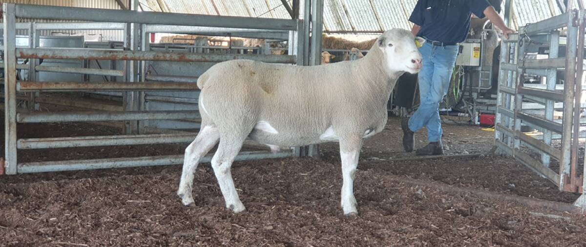 TOP: Pembroke Pastoral sold this Poll Dorset ram for $4100 at it's on-property sale, a record for the stud.