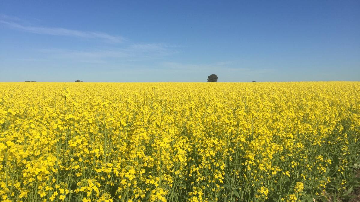 GOLDEN: Canola crops at flowering in the north-central district.