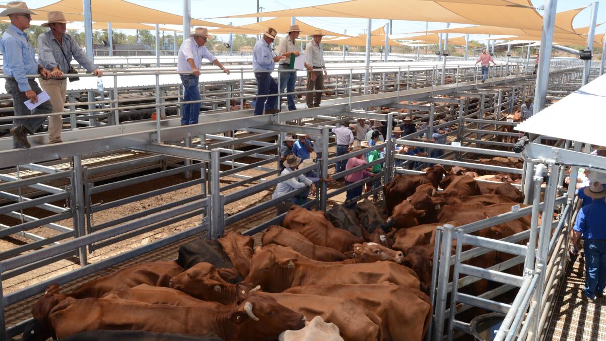 Rain booster: Good rains in northern NSW and parts of Queensland have already been felt. Landmark Milling Thomas sale team selling Santa Gertrudis-cross cows at Dubbo.