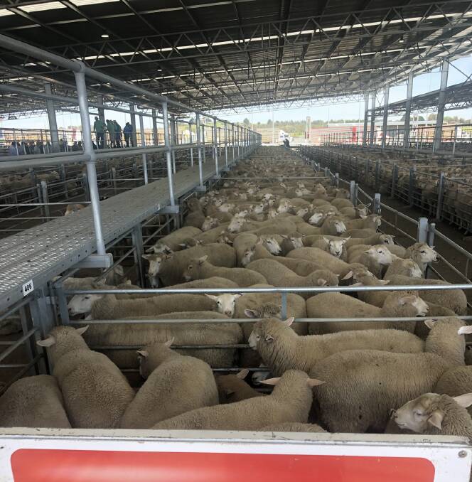 QUALITY: Lambs at Ballarat in the Elders run that made $240.