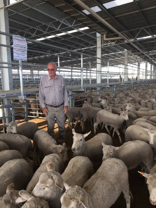 EWE LAMBS: Vendor Allen Sheridan, Loy Yang, Gippsland, was on hand to see these July-August 2018 drop first cross ewe lambs sell to a top of $170 at Ballarat on Tuesday.