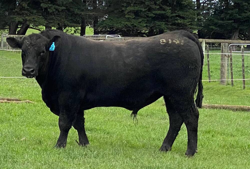 SALE: One of the 43 Barwidgee bulls that were sold live auction and on AuctionsPlus at the stud's spring sale last week.