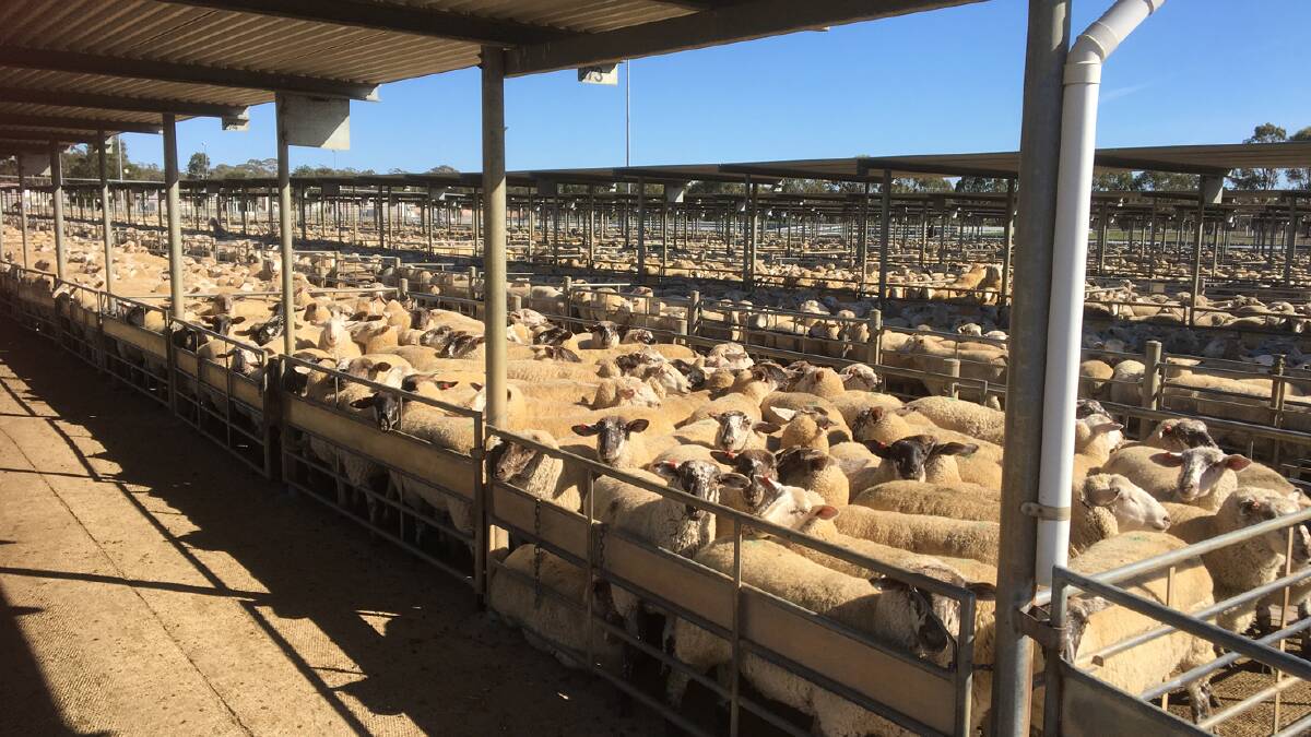 QUIET: Bendigo Livestock Exchange has so far banned entry to people not considered essential. Any easing of the rules would be done cautiously and after discussion with stakeholders.
