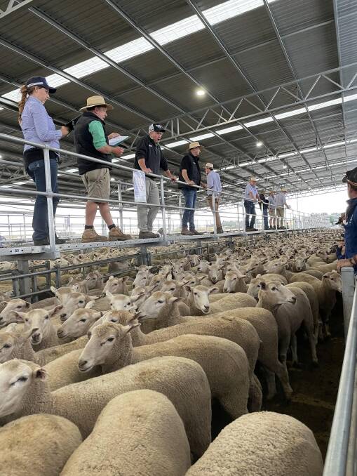 GOLDEN: Golden Grove forwarded a draft of May/June 2020-drop, November shorn, ewes out of Brooklands ewes and by Enfield Border Leicester rams to a top of $422.
